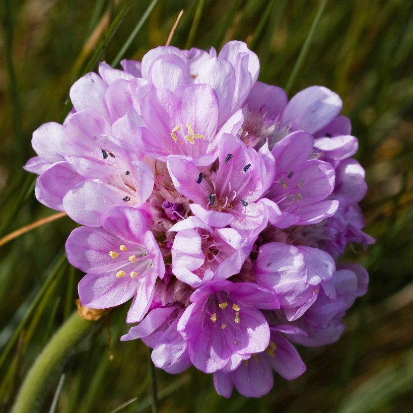 Armeria maritima Rosea - Strand-Grasnelke (Flowering)
