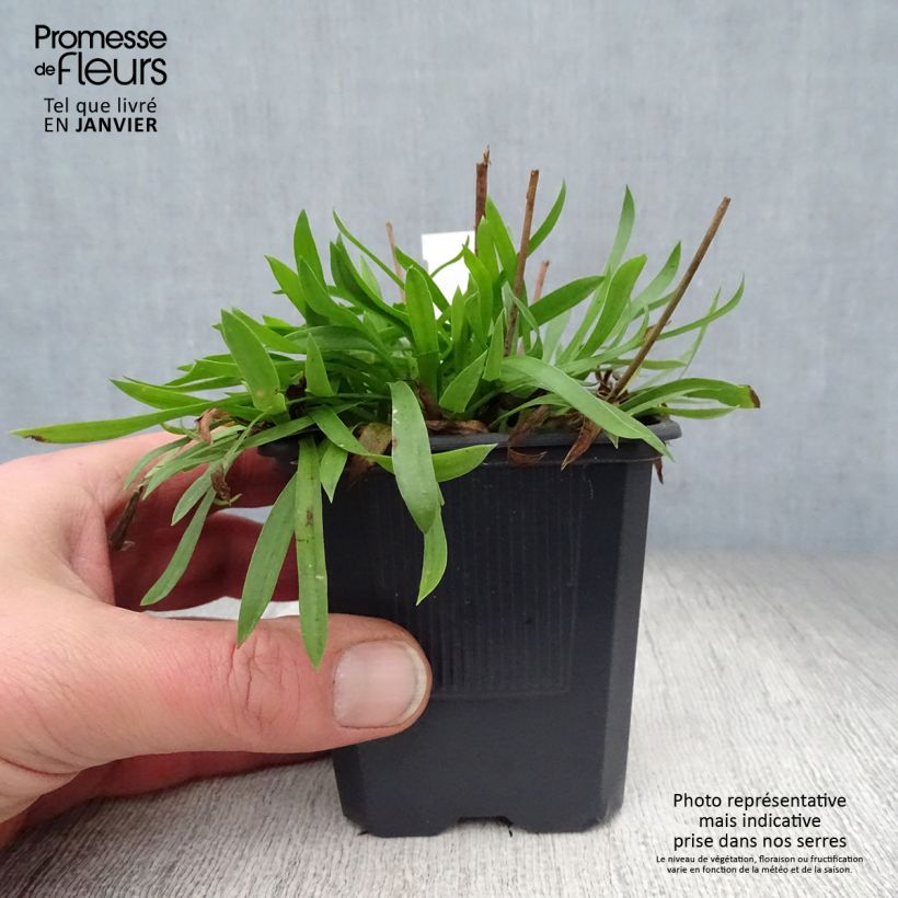 Exemplar von Armeria pseudarmeria Ballerina White - Strand-Grasnelke Kleine Töpfe von 8/9 cm wie im Winter geliefert