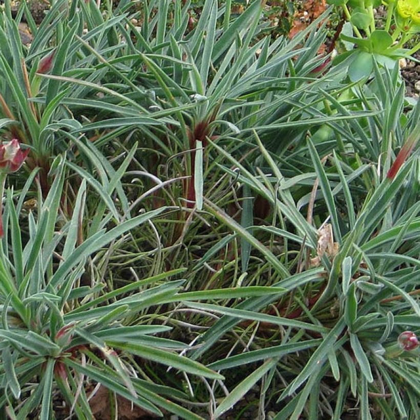 Armeria welwitschii - Portugiesische Grasnelke (Foliage)