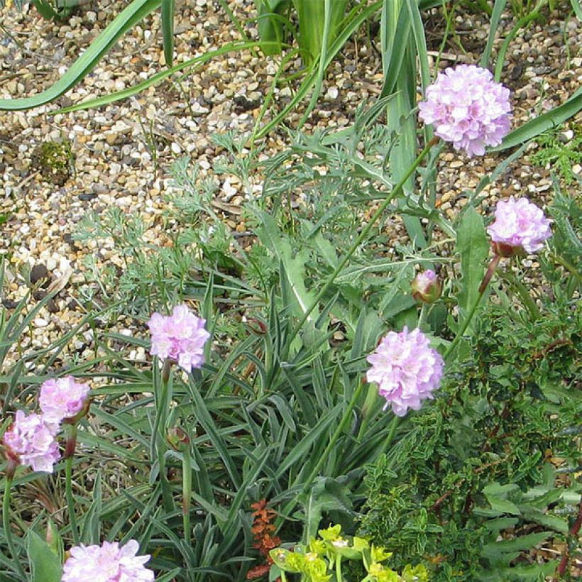 Armeria welwitschii - Portugiesische Grasnelke (Flowering)