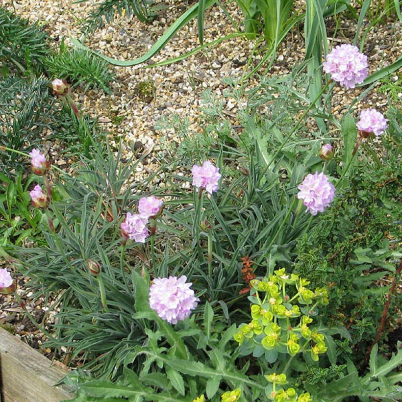 Armeria welwitschii - Portugiesische Grasnelke (Plant habit)