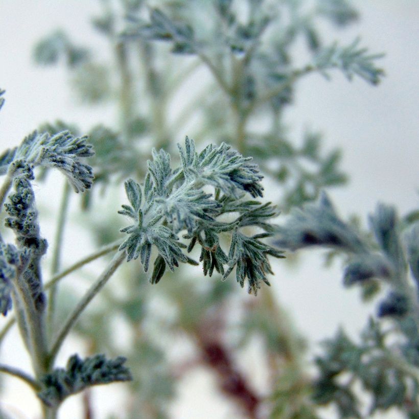 Strauch-Beifuß Little Mice - Artemisia arborescens (Foliage)