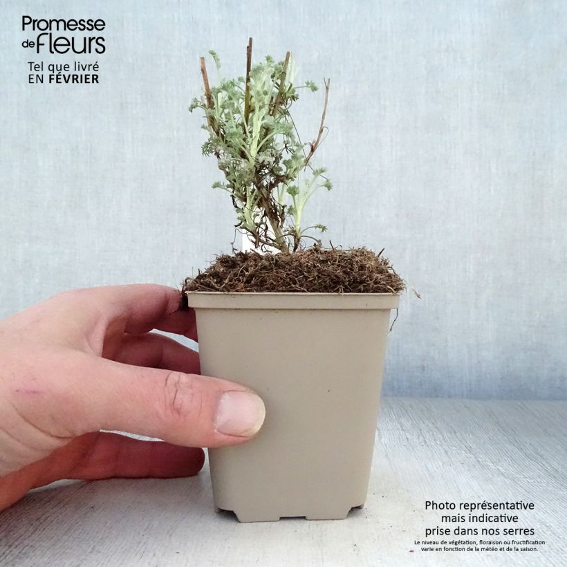 Exemplar von Strauch-Beifuß Little Mice - Artemisia arborescens Kleine Töpfe von 8/9 cm wie im Winter geliefert