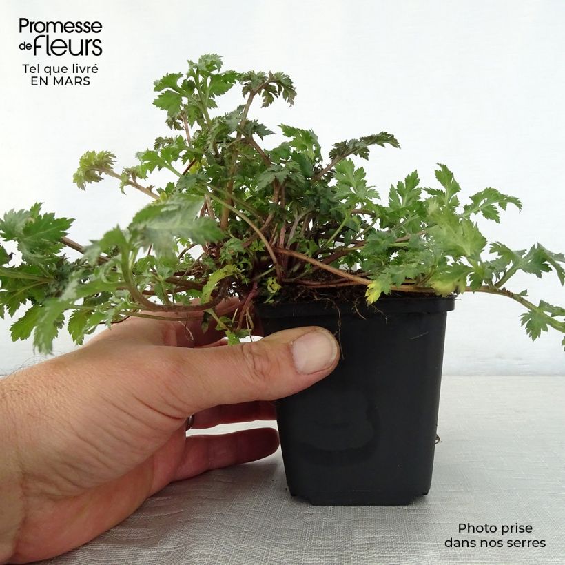 Exemplar von Elfenraute Guizhou - Artemisia lactiflora Kleine Töpfe von 8/9 cm wie im Frühjahr geliefert