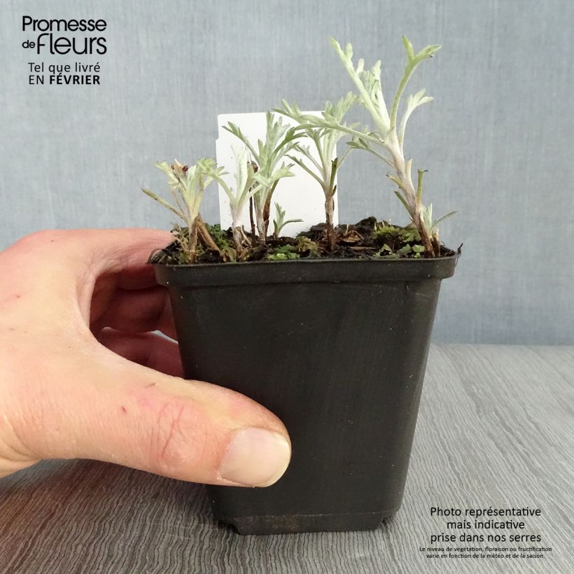 Exemplar von Silbriger Beifuß Silver Queen - Artemisia ludoviciana Kleine Töpfe von 8/9 cm wie im Winter geliefert