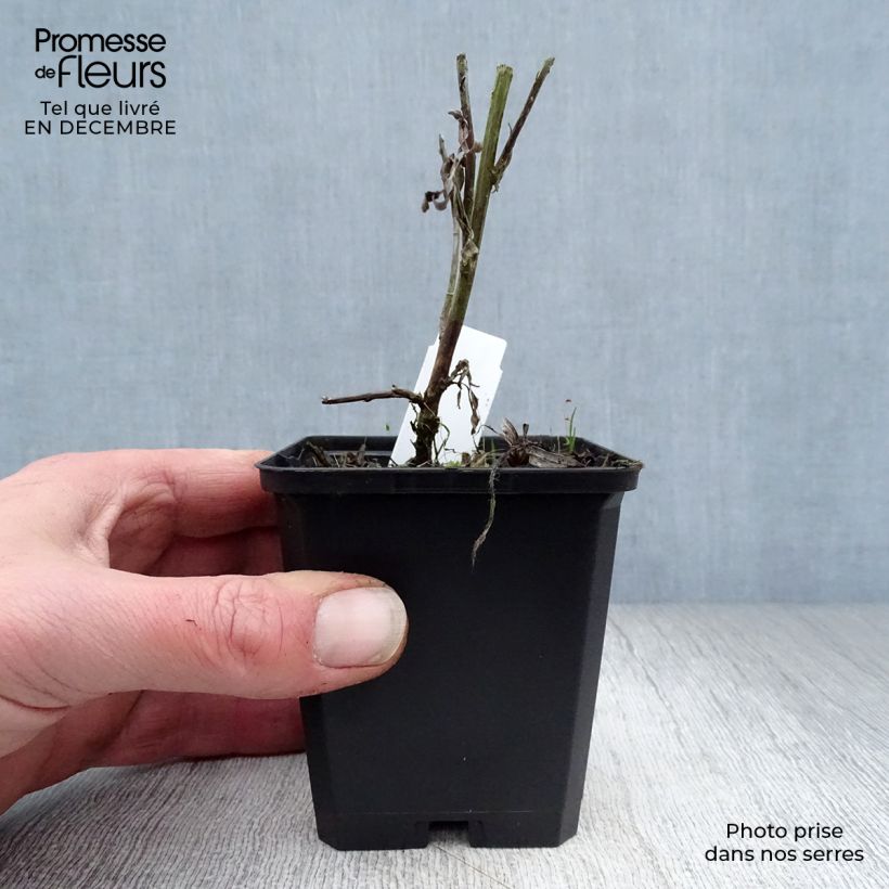 Exemplar von Silbriger Beifuß Valerie Finnis - Artemisia ludoviciana Kleine Töpfe von 8/9 cm wie im Winter geliefert