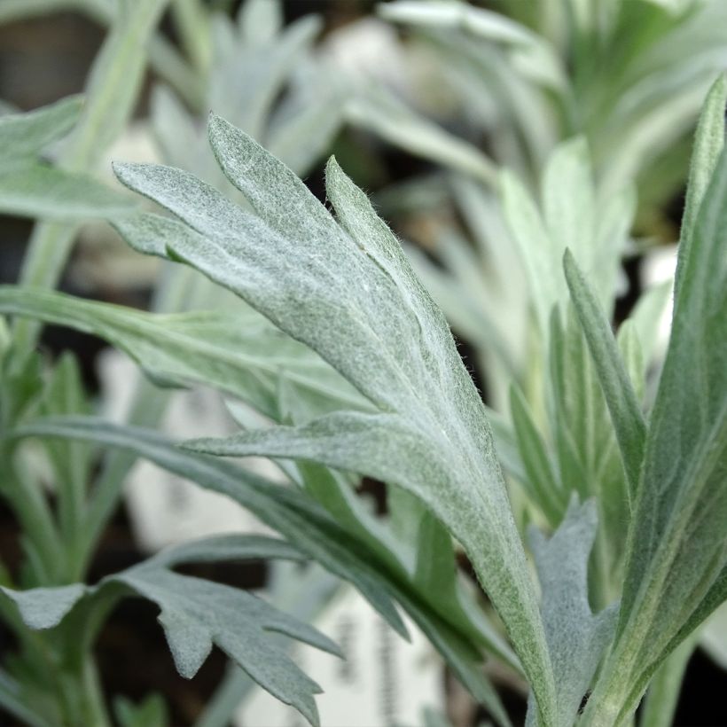 Silbriger Beifuß Valerie Finnis - Artemisia ludoviciana (Foliage)