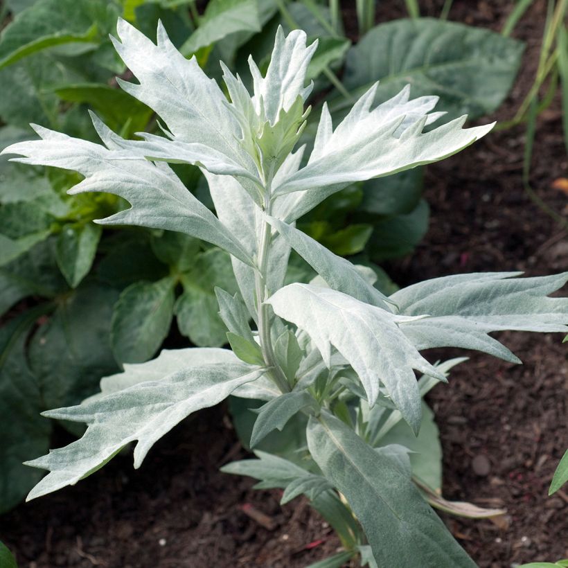Silbriger Beifuß Valerie Finnis - Artemisia ludoviciana (Plant habit)