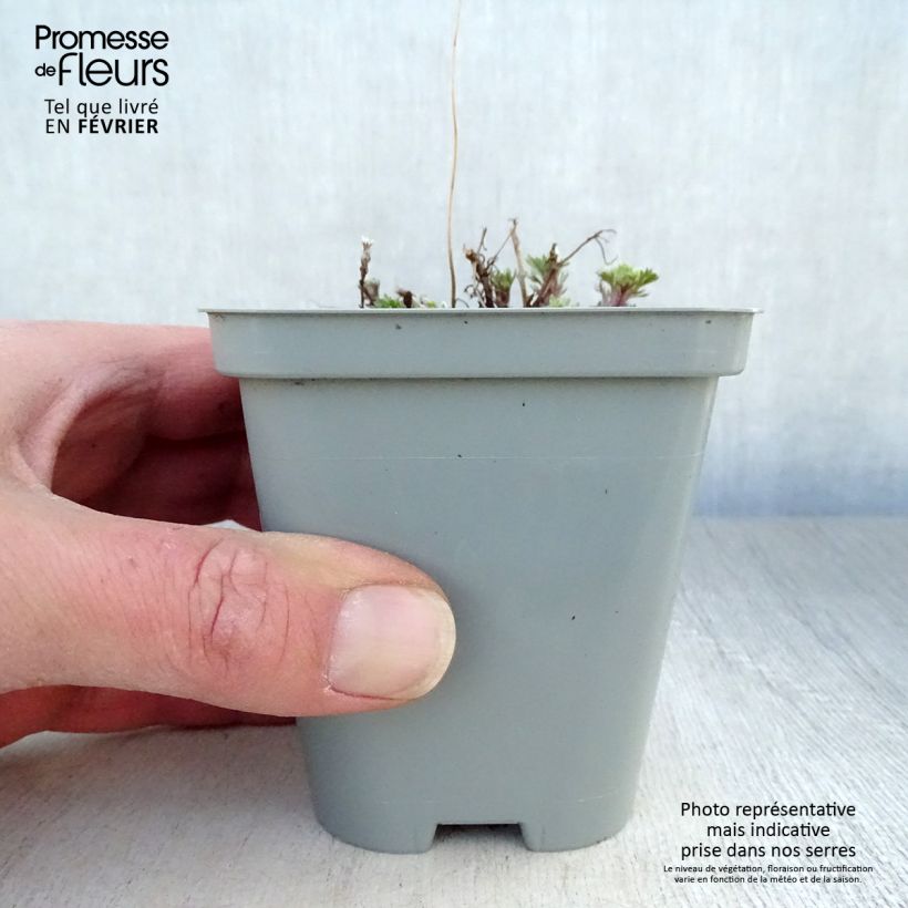 Exemplar von Zwerg-Silberraute Nana - Artemisia stelleriana Kleine Töpfe von 8/9 cm wie im Winter geliefert