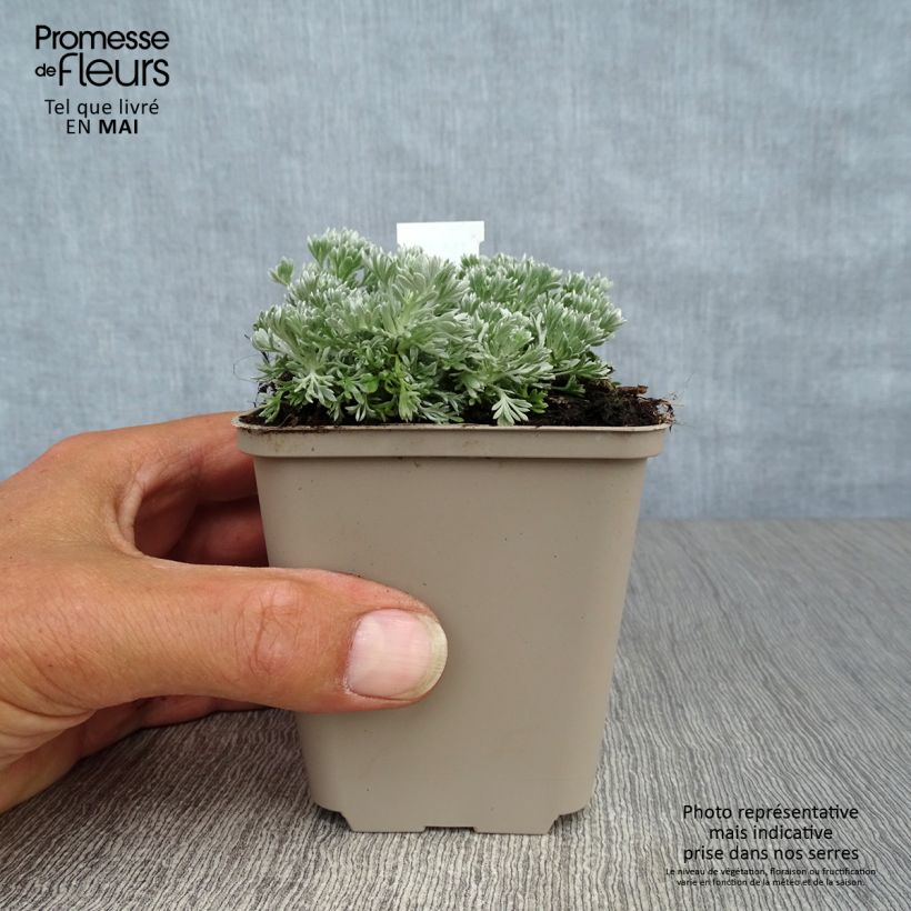 Exemplar von Zwerg-Silberraute Nana - Artemisia stelleriana Kleine Töpfe von 8/9 cm wie im Frühjahr geliefert