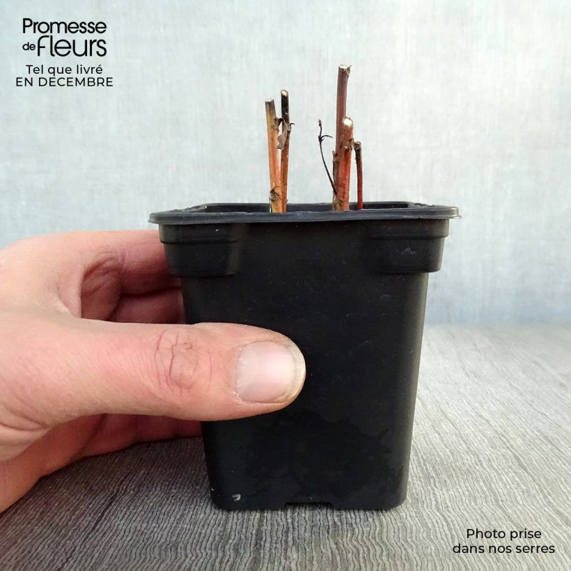 Exemplar von Gemeiner Beifuß - Artemisia vulgaris Kleine Töpfe von 7/8 cm wie im Winter geliefert