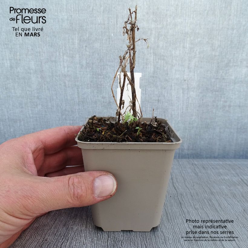 Exemplar von Gemeiner Beifuß Oriental Limelight - Artemisia vulgaris Kleine Töpfe von 8/9 cm wie im Winter geliefert