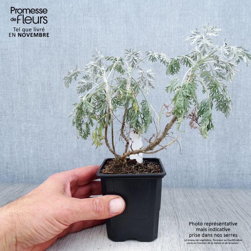 Example of Strauch-Beifuß Powis Castle - Artemisia arborescens Kleine Töpfe von 8/9 cm as you get in automne