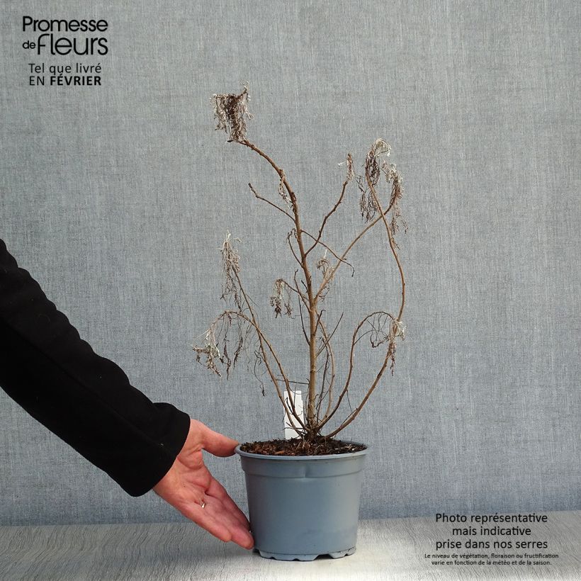 Exemplar von Strauch-Beifuß Powis Castle - Artemisia arborescens Topf mit 2L/3L wie im Winter geliefert