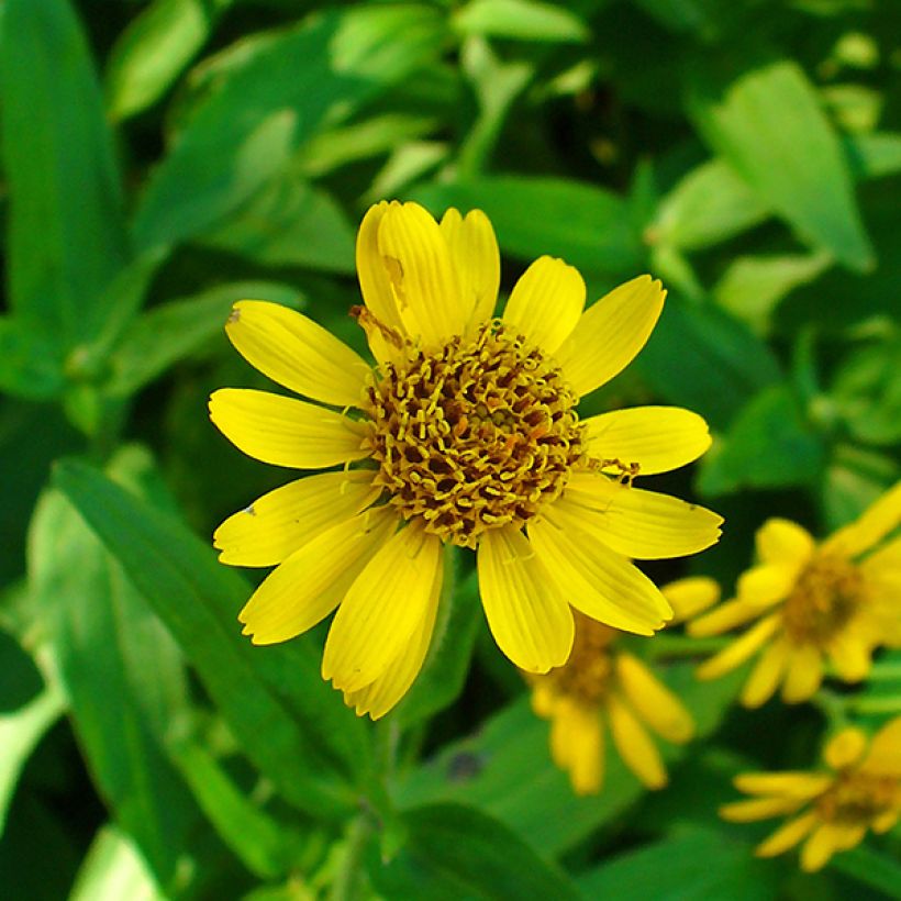 Amerikanische Bergarnika - Arnica chamissonis (Flowering)
