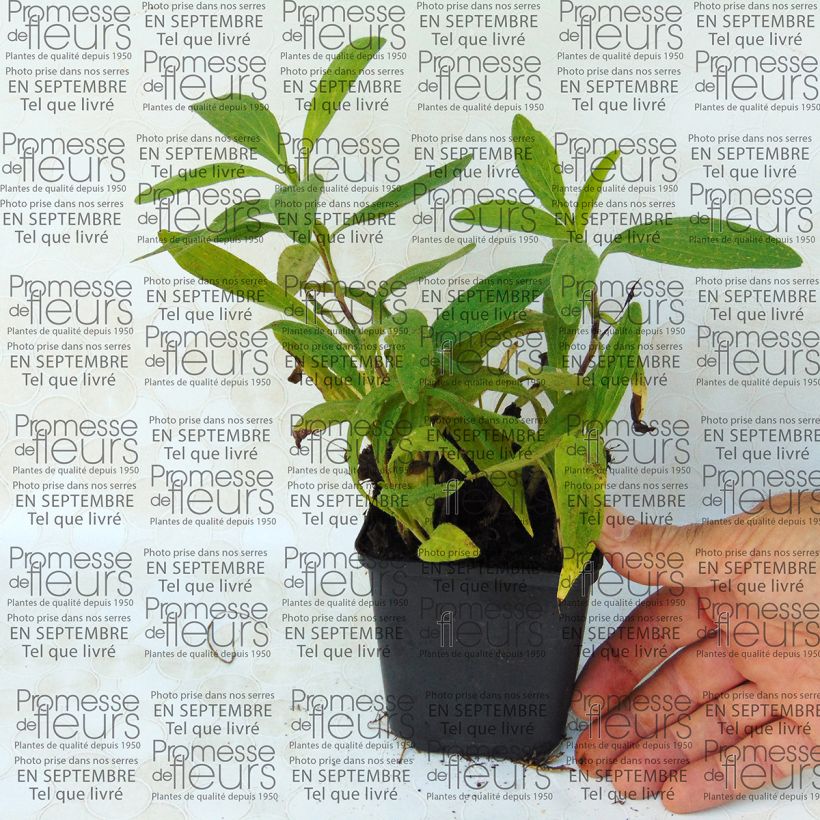 Example of Amerikanische Bergarnika - Arnica chamissonis Kleine Töpfe von 8/9 cm as you get