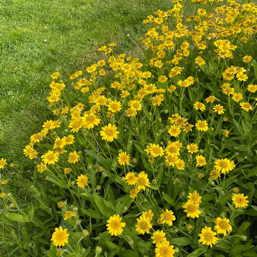Amerikanische Bergarnika - Arnica chamissonis (Plant habit)