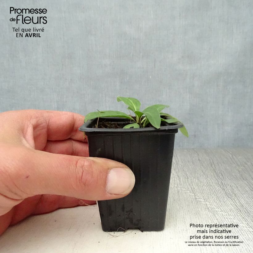 Exemplar von Arnika Bio - Arnica montana Kleine Töpfe von 7/8 cm wie im Frühjahr geliefert