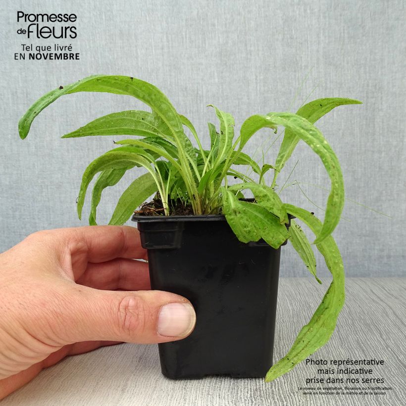 Example of Arnika Bio - Arnica montana Kleine Töpfe von 7/8 cm as you get in automne