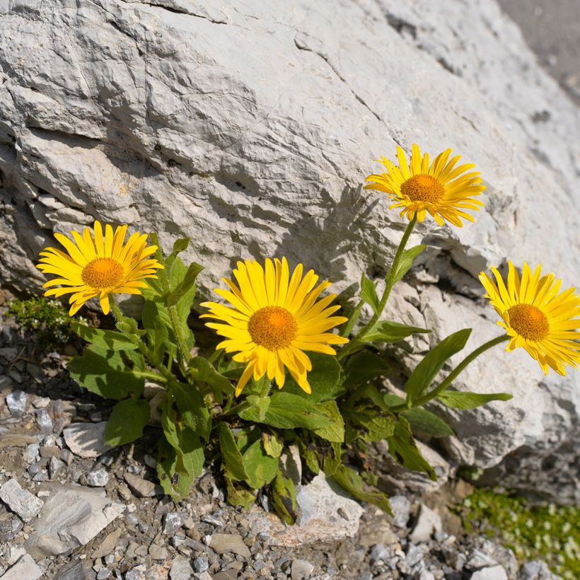 Arnika Bio - Arnica montana (Plant habit)
