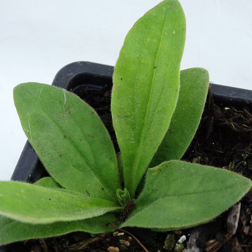 Arnika - Arnica montana (Foliage)