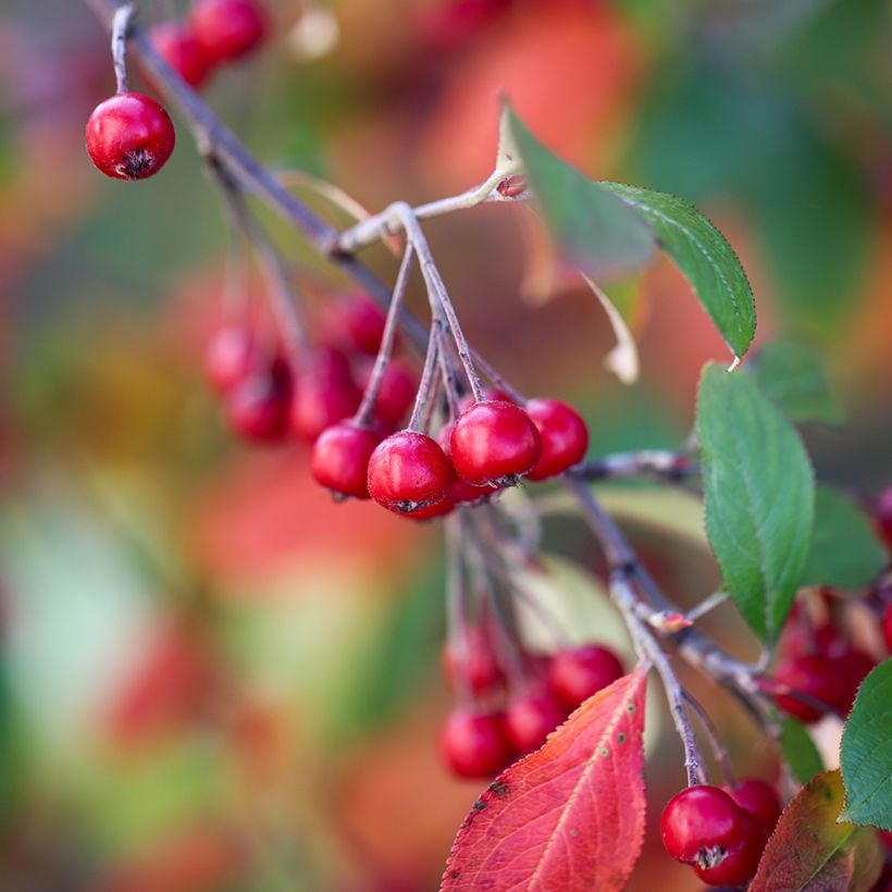 Filzige Apfelbeere Brilliant - Aronia arbutifolia (Harvest)