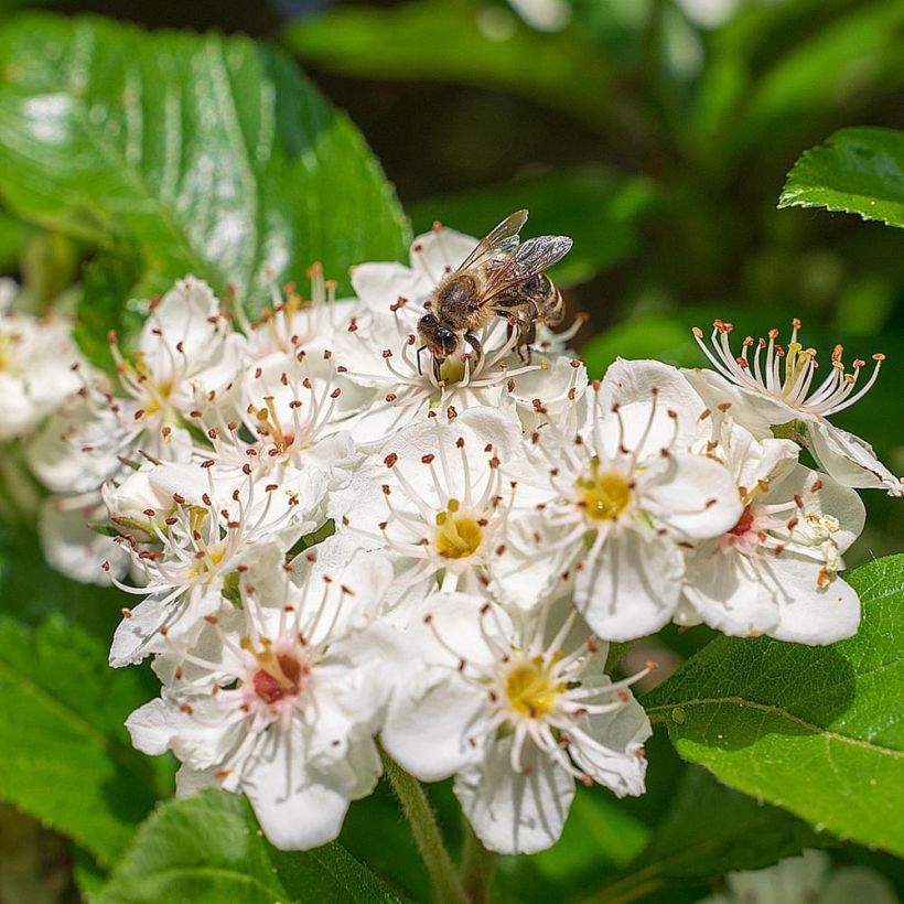 Apfelbeere - Aronia melanocarpa (Flowering)