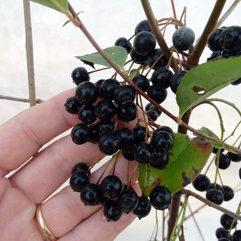Apfelbeere Autumn Magic - Aronia melanocarpa (Harvest)