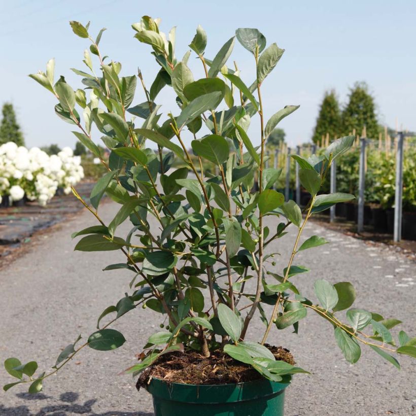 Apfelbeere Autumn Magic - Aronia melanocarpa (Plant habit)