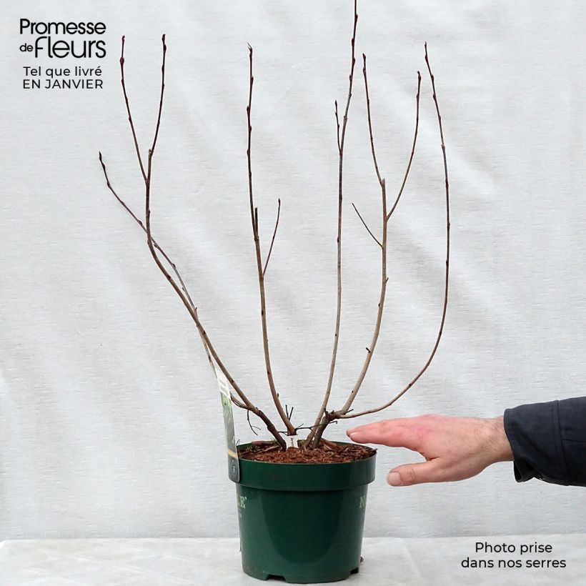 Exemplar von Apfelbeere Autumn Magic - Aronia melanocarpa Topf mit 2L/3L wie im Winter geliefert