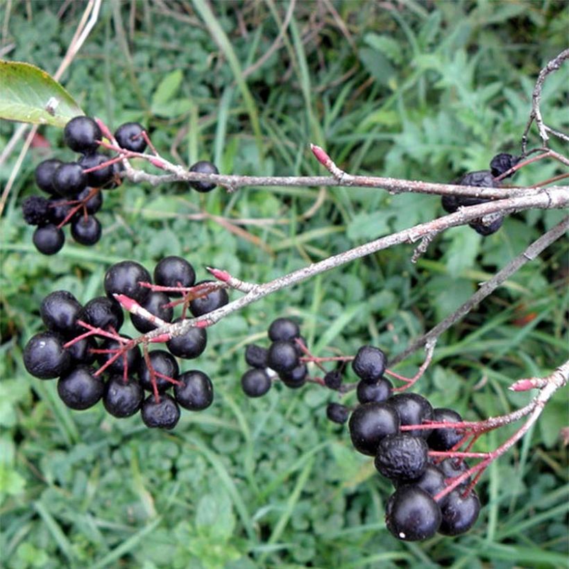 Aronia melanocarpa Professor Ed - Schwarze Apfelbeere (Harvest)