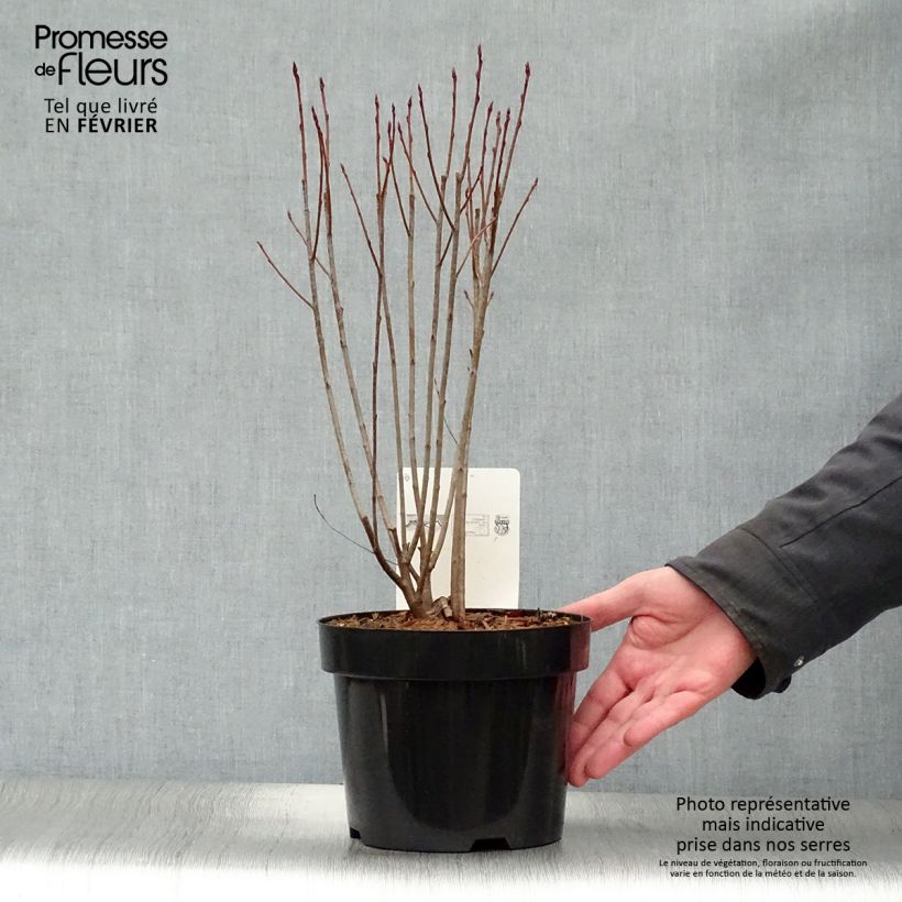 Exemplar von Aronia melanocarpa Professor Ed - Schwarze Apfelbeere Topf mit 2L/3L wie im Winter geliefert