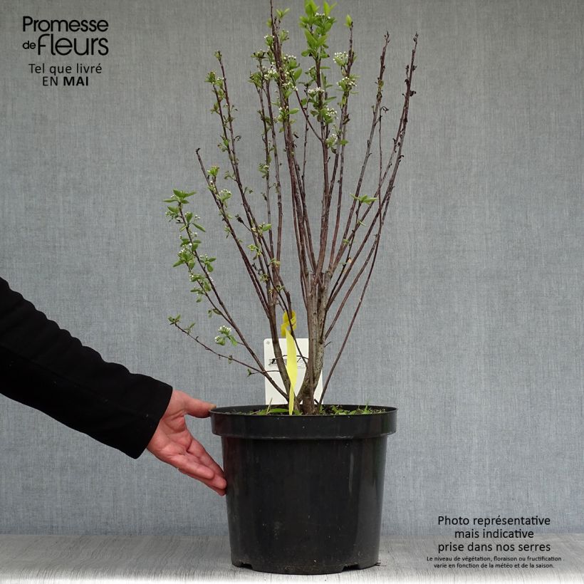 Exemplar von Aronia melanocarpa Professor Ed - Schwarze Apfelbeere Topf mit 7,5L/10L wie im Frühjahr geliefert