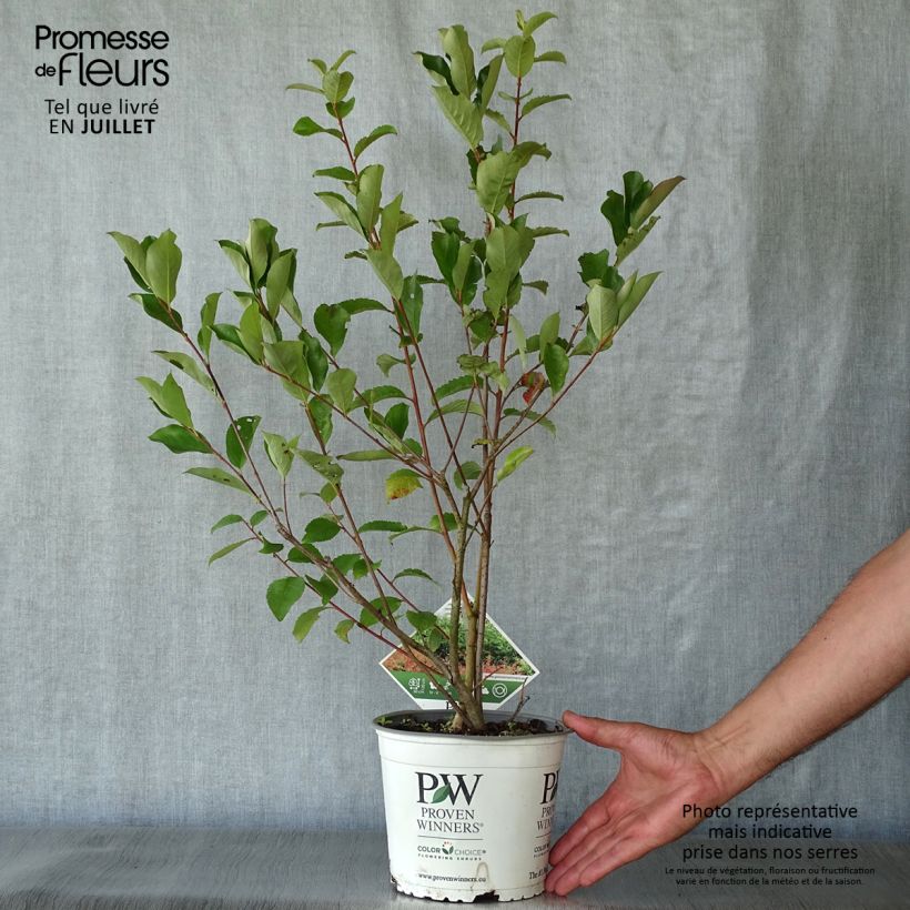 Exemplar von Apfelbeere Revontuli Hedger - Aronia melanocarpa Topf mit 3L/4L wie im Sommer geliefert