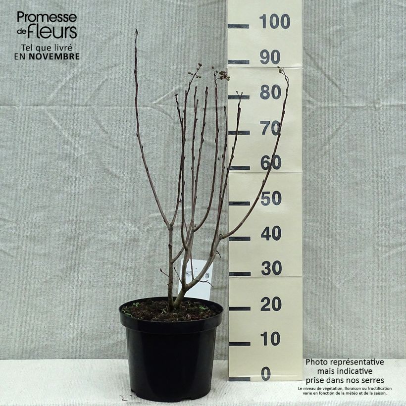 Example of Aronia prunifolia Aron - Apfelbeere Topf mit 7,5L/10L as you get in automne