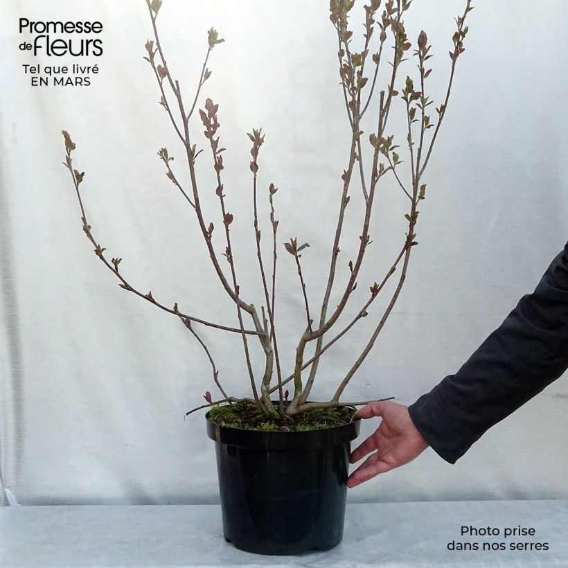 Exemplar von Aronia prunifolia Aron - Apfelbeere Topf mit 7,5L/10L wie im Winter geliefert