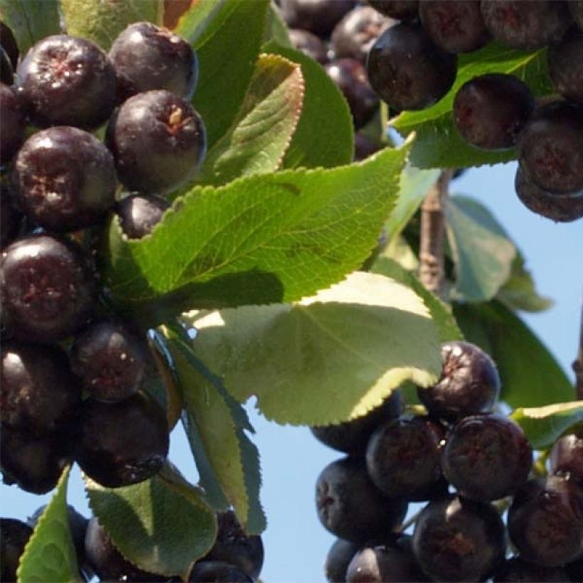 Pflaumenblättrige Apfelbeere Nero - Aronia (Foliage)