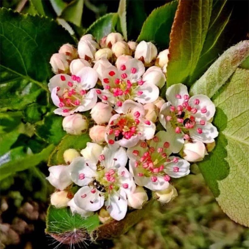 Pflaumenblättrige Apfelbeere Nero - Aronia (Flowering)
