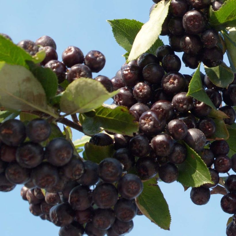 Pflaumenblättrige Apfelbeere Nero - Aronia (Harvest)