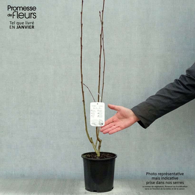 Exemplar von Pflaumenblättrige Apfelbeere Nero - Aronia Topf mit 1,5L/2L wie im Winter geliefert