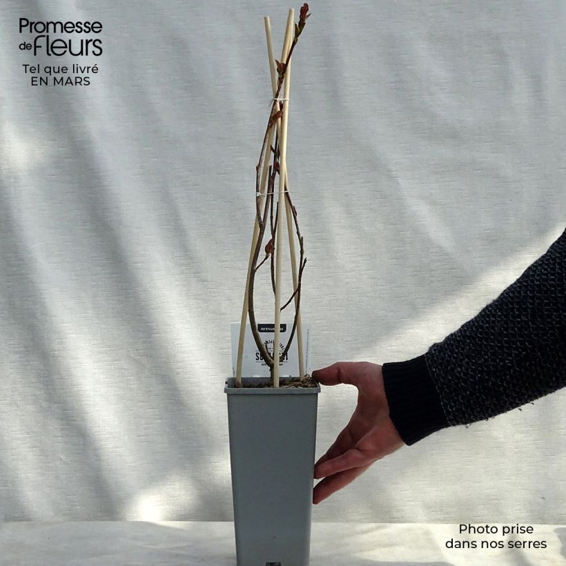 Exemplar von Pflaumenblättrige Apfelbeere Viking - Aronia Topf mit 1,5L/2L wie im Frühjahr geliefert