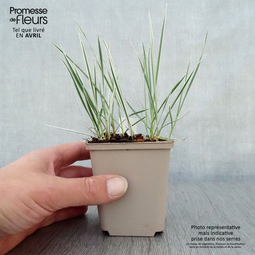 Exemplar von Arrhenatherum bulbosum Variegatum - Glatthafer Kleine Töpfe von 8/9 cm wie im Frühjahr geliefert