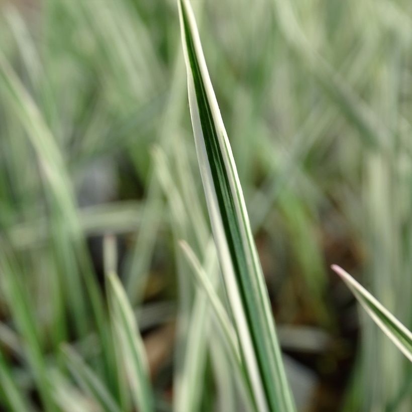 Arrhenatherum bulbosum Variegatum - Glatthafer (Foliage)