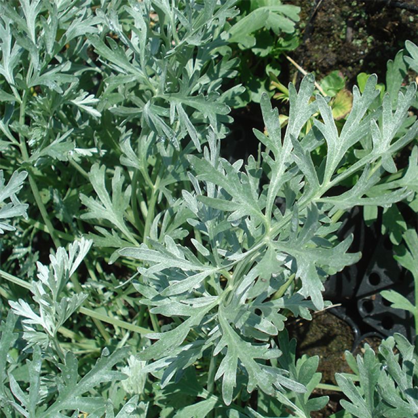 Wermut Lambrook Silver - Artemisia absinthium (Foliage)