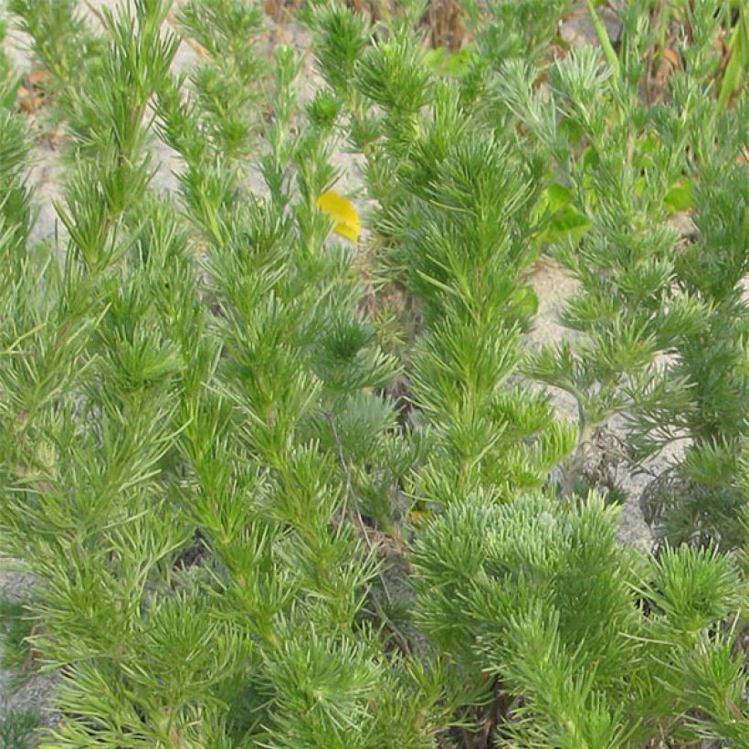 Chinesisches Moxakraut - Artemisia capillaris (Foliage)