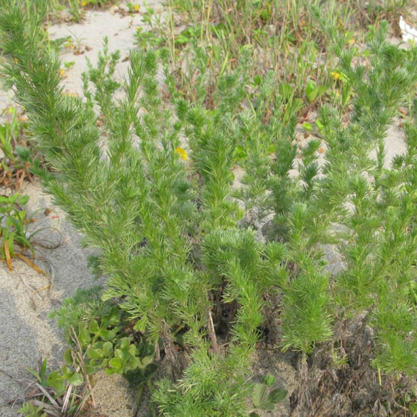 Chinesisches Moxakraut - Artemisia capillaris (Plant habit)