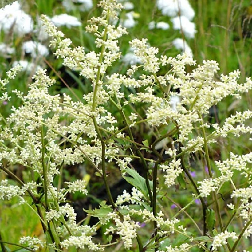 Elfenraute Jim Russel - Artemisia lactiflora (Flowering)