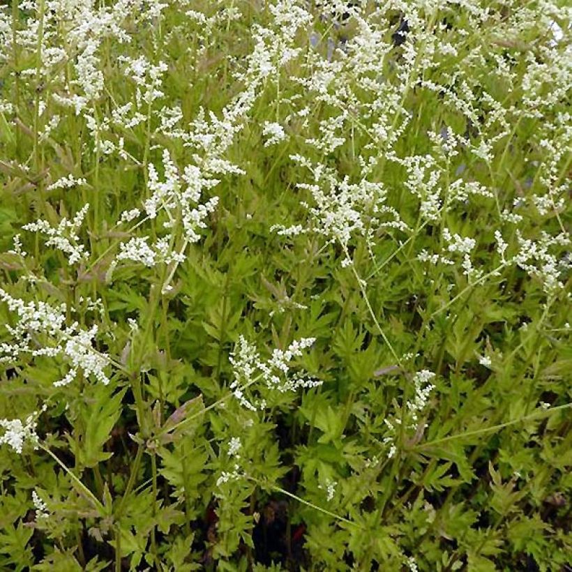 Elfenraute Jim Russel - Artemisia lactiflora (Plant habit)