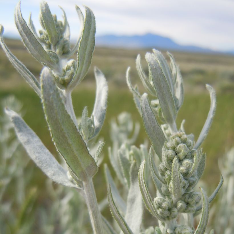 Silbriger Beifuß Latiloba - Artemisia ludoviciana subsp. latiloba (Foliage)