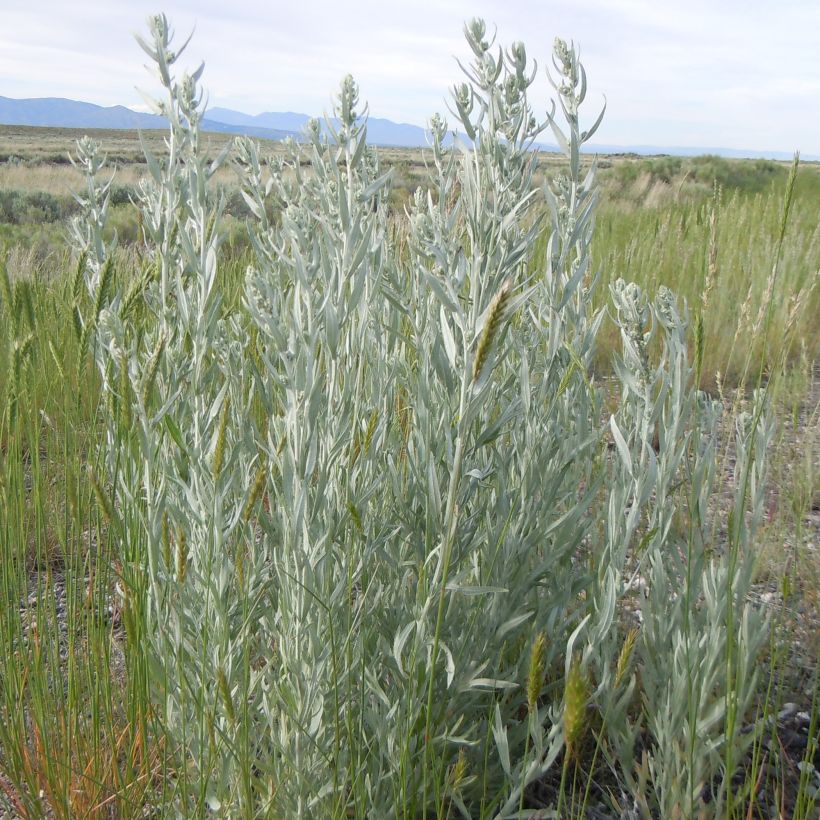 Silbriger Beifuß Latiloba - Artemisia ludoviciana subsp. latiloba (Plant habit)